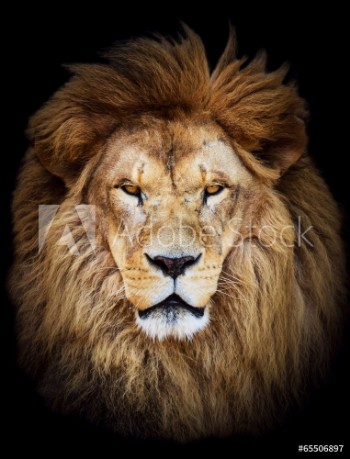 Picture of Portrait of huge beautiful male African lion against black backg